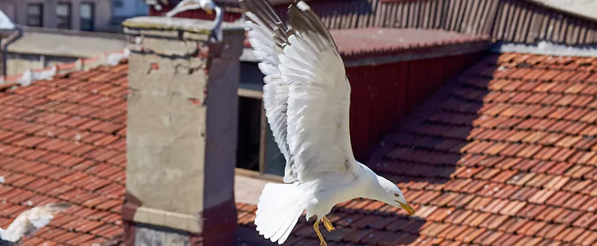 Residential Chimney Animal Removal Solution in Markham, ON